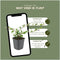 Plants by Frank | 6 Dwergmispel Planten | Cotoneaster dammeri 'Major'| Winterharde bodembedekker planten | tuinplanten | Winterharde vaste planten meerjarig | Winterharde tuinplanten