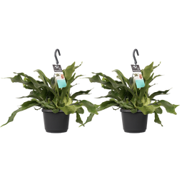 Duo Platycerium bifurcatum 'Netherlands' ↨ 45cm - 2 stuks - hoge kwaliteit planten