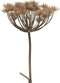Heracleum grey/brown 98 cm kunstbloem