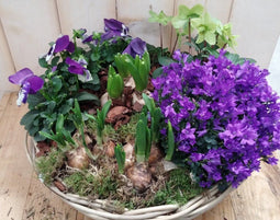 Campanula plantenbakje buitenWarentuin Natuurlijk