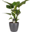 Decorum Alocasia Cucullata - Elho brussels antracite – ↨ 65cm – ⌀ 19cm