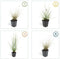 Plants by Frank | 48 Lampenpoetsergras Planten | Pennisetum alopecuroides 'Hameln' | Winterharde bodembedekker planten | tuinplanten | Siergrassen | Winterharde vaste planten meerjarig | Winterharde tuinplanten