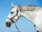 Kerbl Halster Rainbow - Halster - Zacht voor gevoelige paarden - Wit/zwart