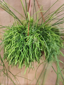 Rhipsalis Cassutha Hangplant