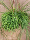 Rhipsalis Cassutha Hangplant