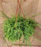 Rhipsalis Cassutha Hangplant