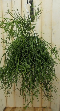 Rhipsalis trigona