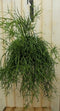 Rhipsalis trigona