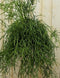 Rhipsalis trigona