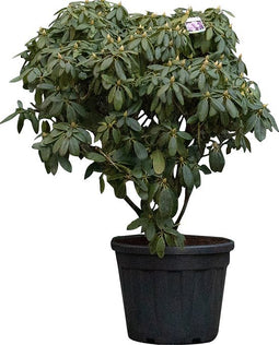 Rhododendron Catawbiense grandiflorum Rhododendron Catawbiense gran...