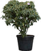 Rhododendron Catawbiense grandiflorum Rhododendron Catawbiense gran...