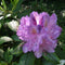 Rhododendron Catawbiense grandiflorum Rhododendron Catawbiense gran...