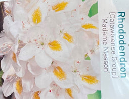 Rhododendron Madame Masson
