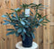 Rhododendron Madame Masson