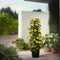 Plant in a Box - Thunbergia alata 'Lemon Star' - Set van 3 - Gele Bloeiende klimplanten - Pot 9cm - Hoogte 25-40cm