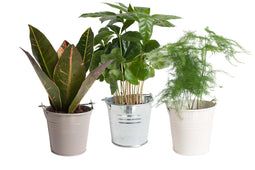 Mini Green | Trio Veren, Kleur en Koffie in zink