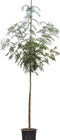 Lijsterbes 'Dodong' | Sorbus Dodong 6-10 cm | Bomenbezorgd.nl