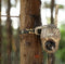 Reolink KEEN Ranger PT - Bewakingscamera - 2560x1440 Quad HD - Bewegingsdetectie IR-nachtzicht (10m)