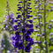 Ridderspoor (Delphinium) 'Black Knight' | 1 stuk | Bijen- en vlinderplant | Bijentuin | Bloeiende vaste plant | bloemenpracht in de zomer | 11x11 cm Kwekerspot | Paars