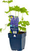 Ridderspoor (Delphinium) 'Black Knight' | 1 stuk | Bijen- en vlinderplant | Bijentuin | Bloeiende vaste plant | bloemenpracht in de zomer | 11x11 cm Kwekerspot | Paars