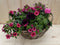 Rieten mand zomerbloeiers roze dia. 30 cm
