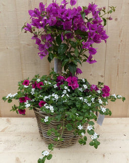 Rieten plantenbak Bougainivillea roze met zomerbloeiers mix h70 cm