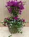 Rieten plantenbak Bougainivillea roze met zomerbloeiers mix h70 cm