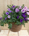 Rieten plantenbak bruin op poten met zomerbloeiers paars/roze h65 cm
