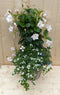 Rieten plantenbak Dipladenia Mandevilla Sundaville wit met zomerblo...
