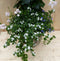 Rieten plantenbak Dipladenia Mandevilla Sundaville wit met zomerblo...
