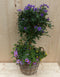 Rieten plantenbak Solanum Nachtschade met zomerbloeiers mix h70 cm