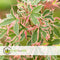 Plant in a Box - Acer palmatum 'Butterfly' - Japanse Esdoorn -Winterhard - Tuinplant - Pot 19cm - Hoogte 50-60cm