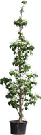 Kornoelje 'Milky Way' Laagstam | Cornus kousa 'Milky Way' | Bomenbezorgd.nl