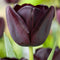 Plant in a Box - Tulipa Queen of the Night x80 - Zwarte tulp - Meerjarige winterharde bloembollen voor tuin, terras of balkon