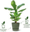 Elho Greenville Rond 55 - Grote Bloempot Buiten - Waterreservoir - 100% Gerecycled Plastic - Ø 55 x H 50 cm - Living black