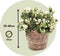 Plant in a Box - Gaultheria mucronata - Witte Pernettya in Mand - Parelbes - Pot 17cm - Hoogte 25-40cm