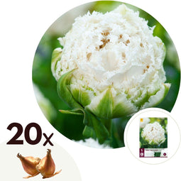 Plant in a Box - Tulipa Snow Crystal - Bloembollen x20 - Tulp - Wit - Vroegbloeier