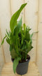 Betaplant Zantedeschia Calla kleur wisselt