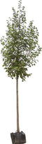 Winterlinde | Tilia cordata 18-20 cm | Bomenbezorgd.nl