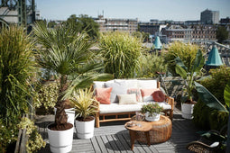 Tuinplant - Potplant - Citrus Meyer in ELHO outdoor sierpot Greenville Rond (zwart)