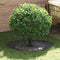 vidaXL - Plantenring - Zwart - Ø60/90 - cm - Staal