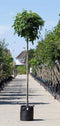 Amberboom bolvorm 220 cm stamhoogte | Liquidambar s. 'Gum Ball' 6-10 cm 220 cm| Bomenbezorgd.nl