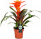 Kamerplant - Guzmania Fiero Orange single