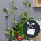 Multifunctionele Plantenclips - Voor Klimplanten en Wanddecoratie - 60 Stuks, Groen & Wit, voor Tuin en Thuis