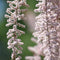 Plant in a Box - Astilbe - Mix van 6 - Pluimspirea - Wortelstokken - Robuuste bloeiende plant