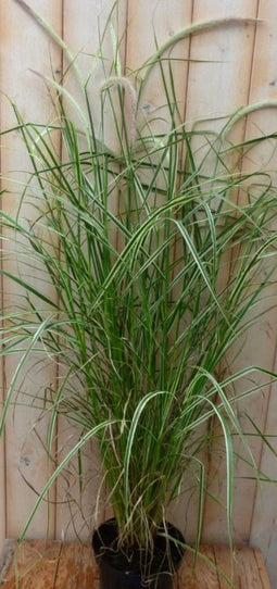Groenwit gras GROOT 100 cm