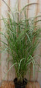 Groenwit gras GROOT 100 cm