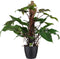 Philodendron Red Emerald met ELHO brussels black ↨ 75cm - hoge kwaliteit planten