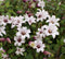 3 stuks - Van der starre - Klimplant Clematis Princess Kate PBR 7...