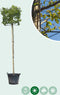 Haagbeuk kubus | Carpinus betulus 8-12 cm 200 cm| Bomenbezorgd.nl